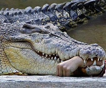 070413_crocodile_picture.jpg