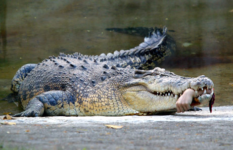 070518_crocodile_zoo_big.jpg