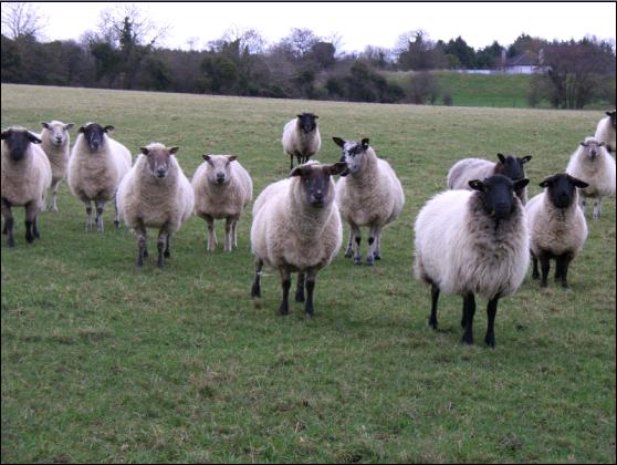 09_irish_sheep.jpg