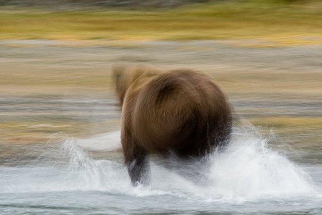 1028__800x800_brown_bear_chasing_salmon_motion_blur__d4i3452_geographic_harbor_katmai_national_park_ak.jpg