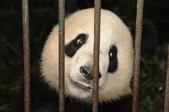 11281460233panda_prison.jpg