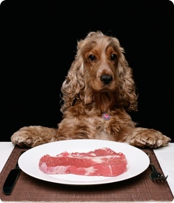 1270747441_dog_eating_steak.jpg