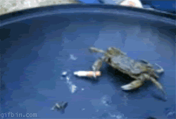 1281004519_smoking_crab_deal_with_it.gif