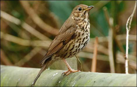 2005_feature_bird_watching_song_thrush_gallery_470x300.jpg