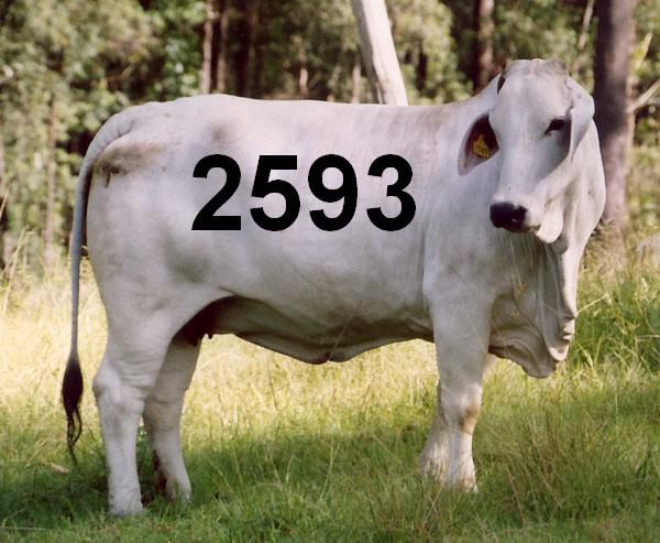 2593.jpg