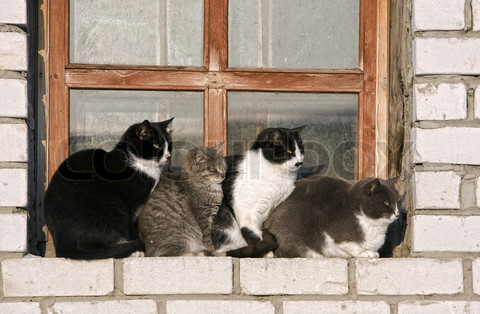 2972403_352058_four_cats_on_a_window_sill.jpg