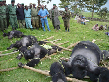 3932_image_Rugendo_dead_gorillas.jpg