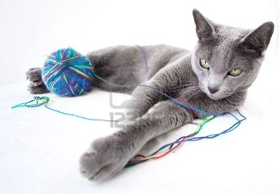 5315880_portrait_of_a_russian_blue_cat_with_a_ball_of_wool.jpg