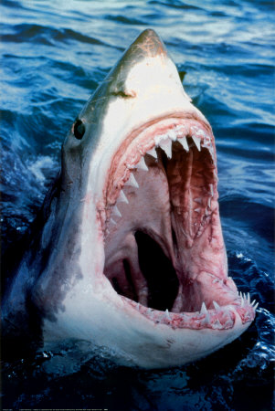 78027great_white_shark_posters2_1.jpg