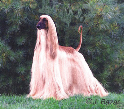 Afghan_Hound_.jpg