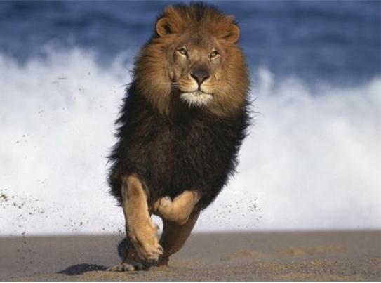 African_Lion_Running_on_Beach_42_16422910.jpg