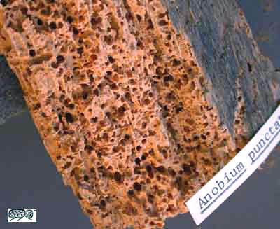 Anobium_punctatum_woodworm_damage_in_wood.jpg