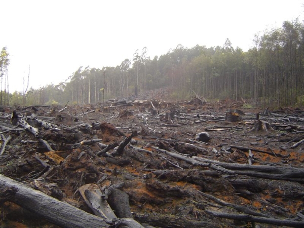Brazil_Opposes_UN_Forestry_Carbon_Offsetting_Scheme_2_1.jpg