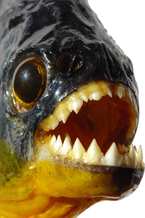 Brazilian_black_piranha_normal.jpg