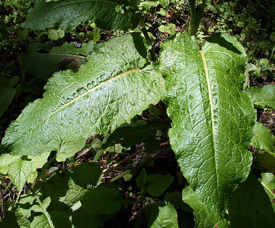 BroadleafDock_leaves.jpg