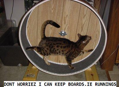 CATWHEEL.jpg