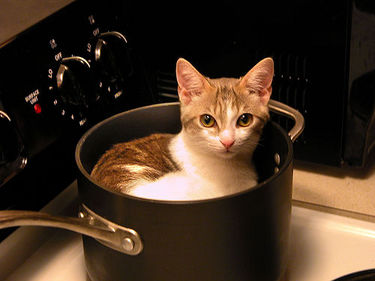 CatPot2.jpg