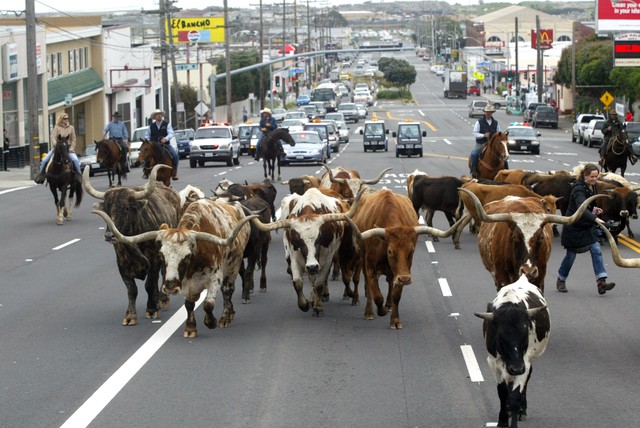 Cattle_Drive_03.jpg