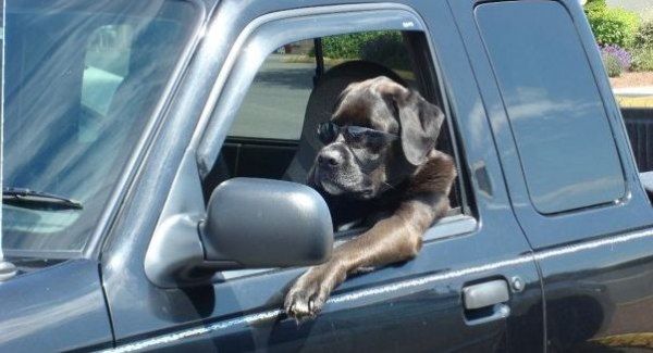 Cool_Driving_Dog_1.jpg