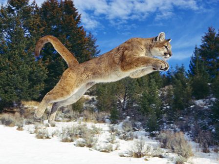 Cougar_Jump_in_the_Snow.jpg