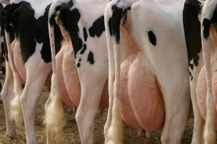 Cow20Udders.jpg