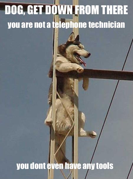 DogTelePhone.jpg