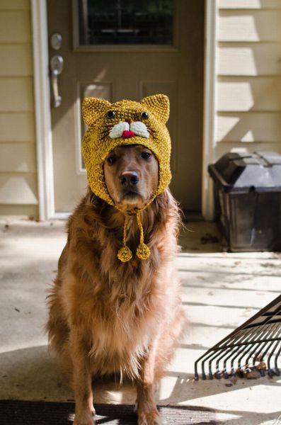 Dog_Wearing_a_Cat_Hat_1.jpg