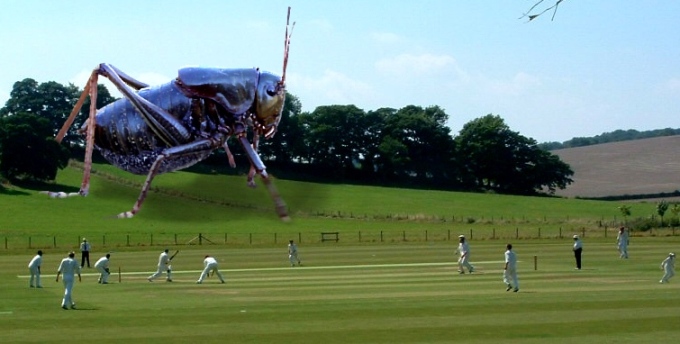 Giant_Cricket_2268_1.jpg