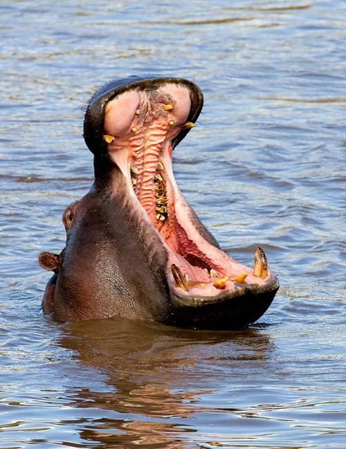 Hippo_Yawn.jpg