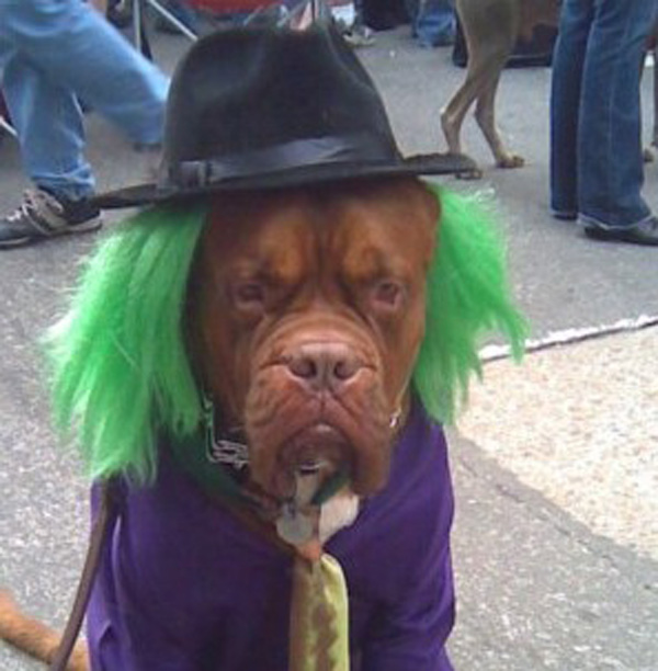 Joker_Dog_Joker_Dog.jpg