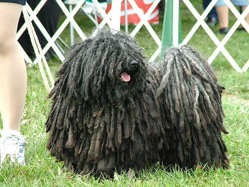 Komondor_Dog4.jpg