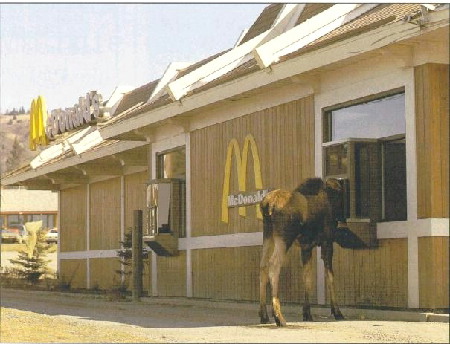 MacMoose1.jpg