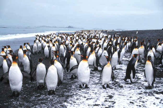 March_of_the_Penguins.jpg