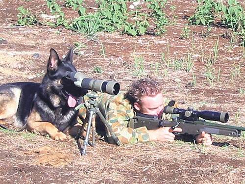 Military20Dog.jpg