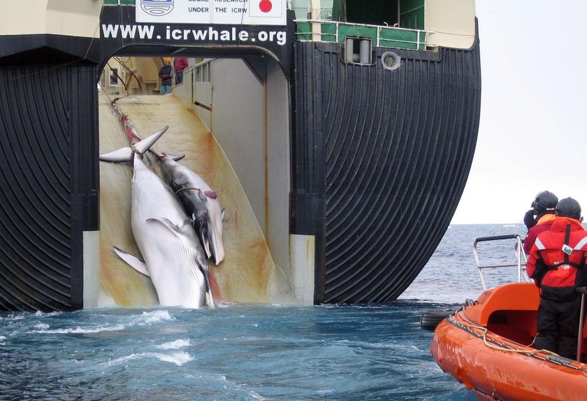 Minke_Whale_and_Calf_dragged_onto_whaling_ship.jpg