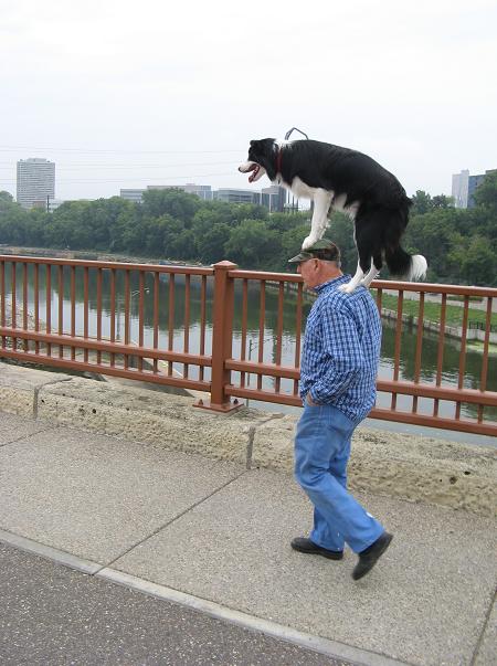 My_Weird_24_Hours___Guy_Walking_With_A_Dog_On_His_Head.jpg