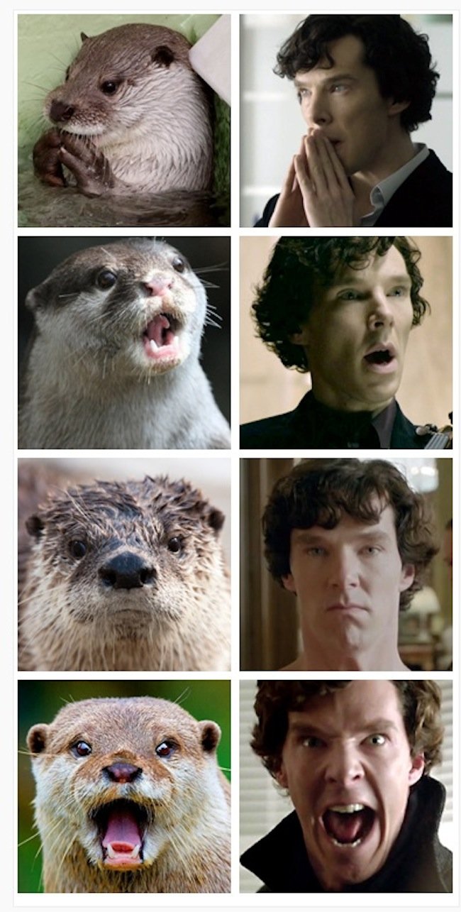Otters_Who_Look_Like_Benedict_Cumberbatch1.jpg