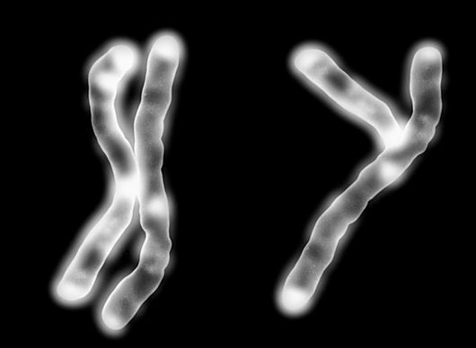 P6560144_X_Y_chromosomes_concept_SPL_1.jpg