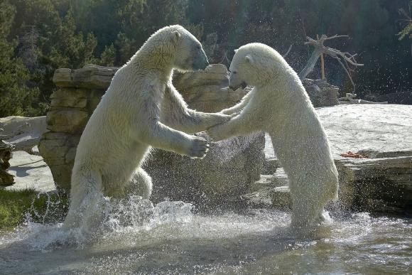 POLAR_BEARS_002.jpg