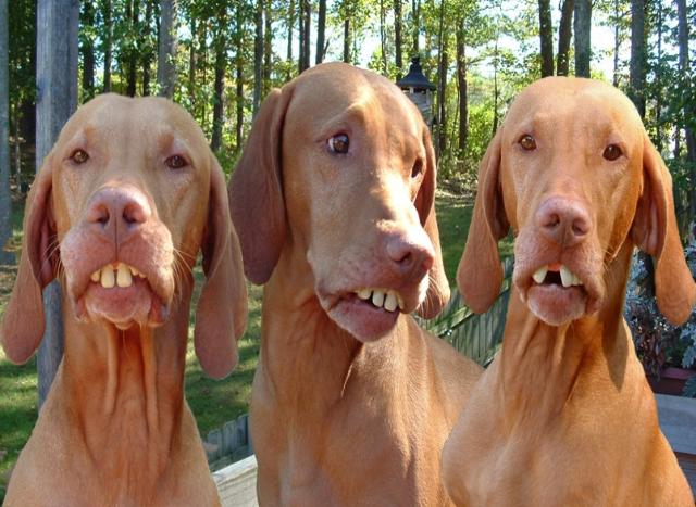 Red_Neck_Bird_Dogs_640x467.jpg