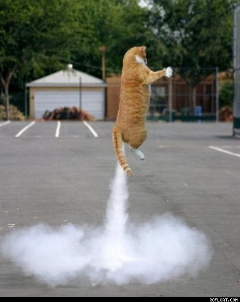 Rocket_Cat.jpg