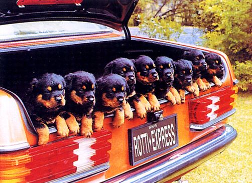 Rottweiler_Express.jpg