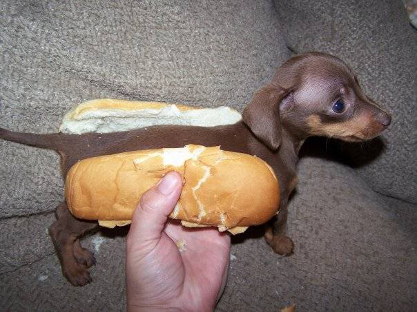 SausageDog.jpg