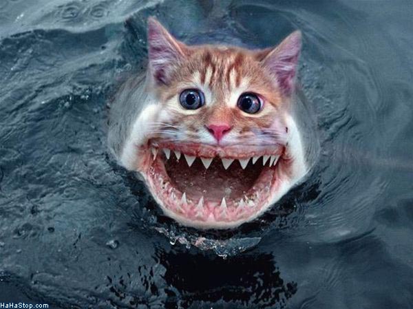 Shark_Cat.jpg