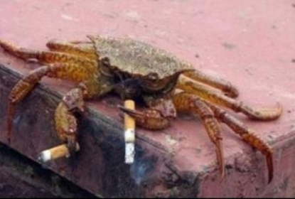 Smoking_crab_bull_riding_monkey_1.jpg