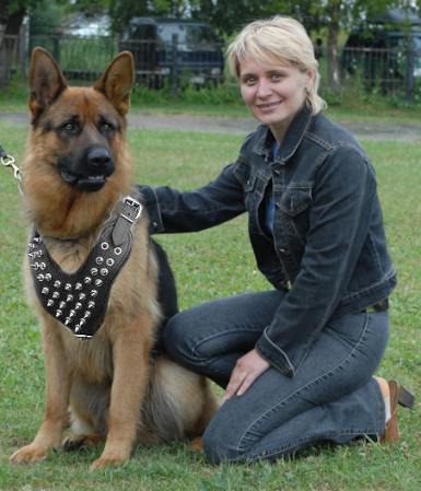 Spiked_dog_harness_for_german_shepherd_leath_LRG.jpg