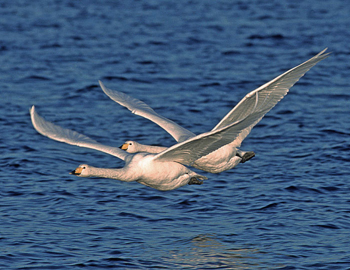 Swans_in_flight_1.jpg