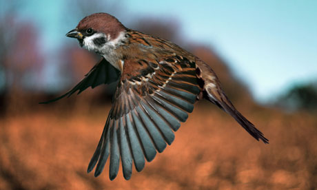 Tree_Sparrow___flying__Pa_007.jpg