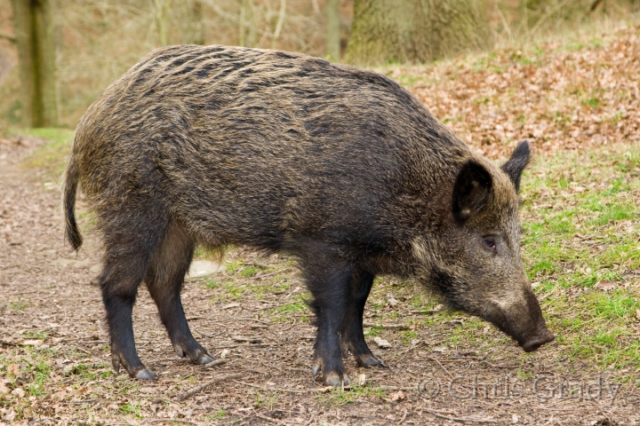 Wild20Boar_8.jpg