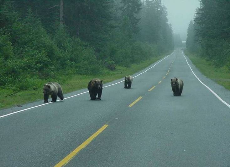 Yellowstone_Bears.jpg